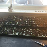 Update on the Succulent Growth! ( a guide to grow your own!)