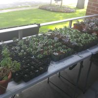 Update on the Succulent Growth! ( a guide to grow your own!)