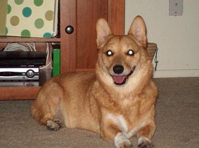 PETS!  Are you involving yours?
