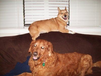 NWR: Furry Friends