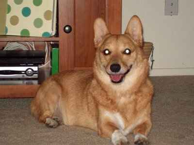 PETS!  Are you involving yours?