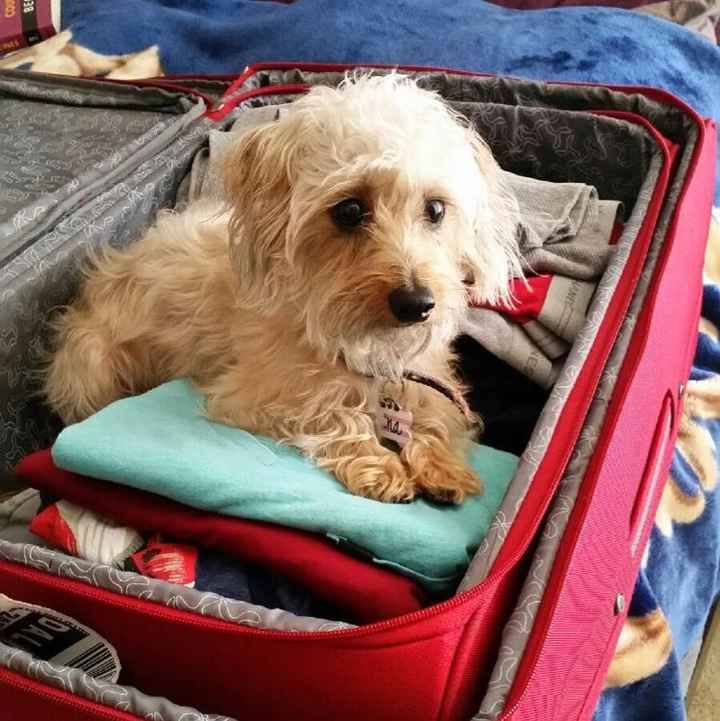 Positive thoughts and pictures of fluffy pets please