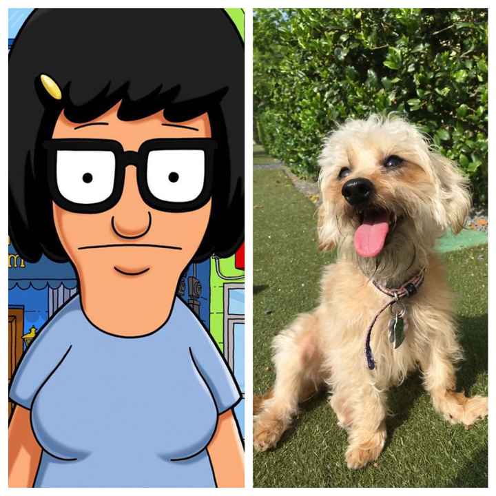 NWR: Pet Owners...Can we play a fun game? :D