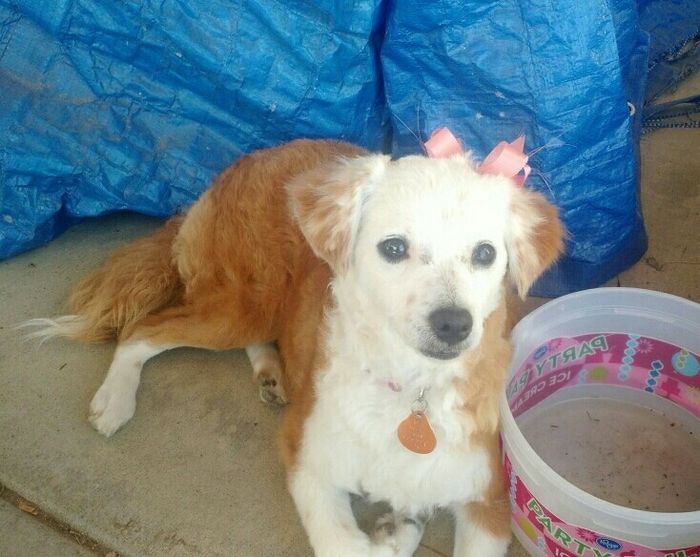 Sick and need cheering up--show me your Fur babies!