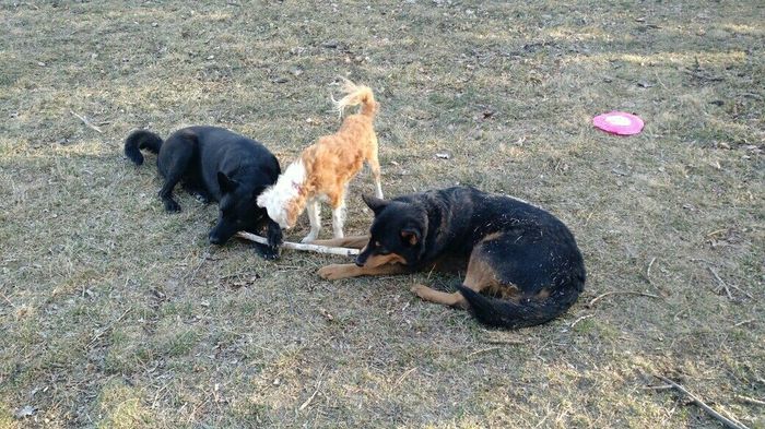 NWR - Pet pictures