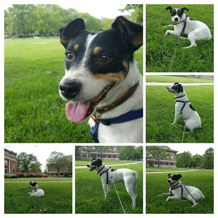 Nwr: instagram for your pet?