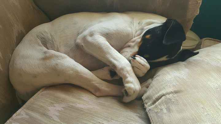 Positive thoughts and pictures of fluffy pets please