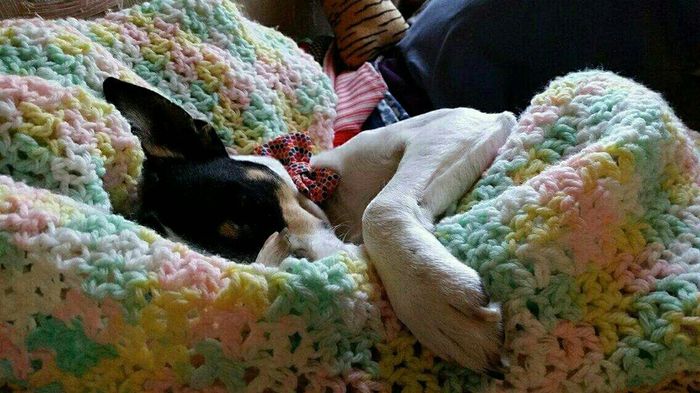 Nwr: my pup