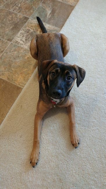 NWR: Puppy Friday!!