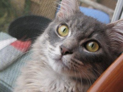 SBR: Meet my Fur-babies, lets see yours too