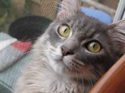 My furbaby: pics of the evil thing included