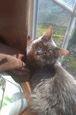 My furbaby: pics of the evil thing included