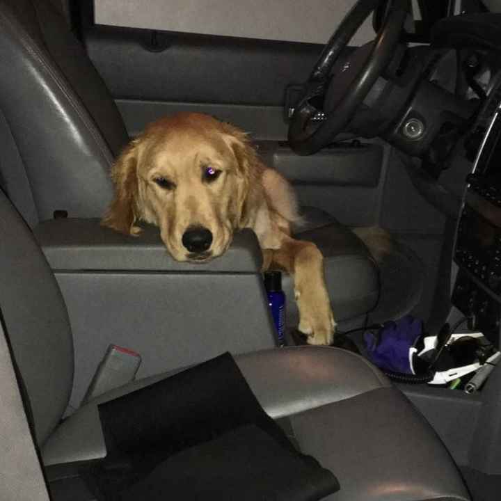 Show me your fur babies!