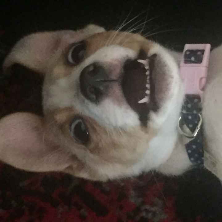 Furbaby pick me up