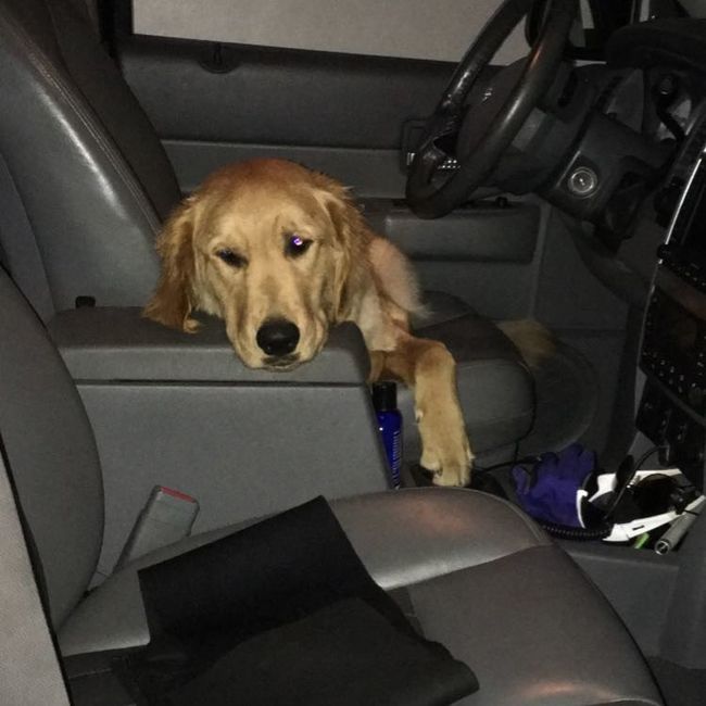 Show me your fur babies!