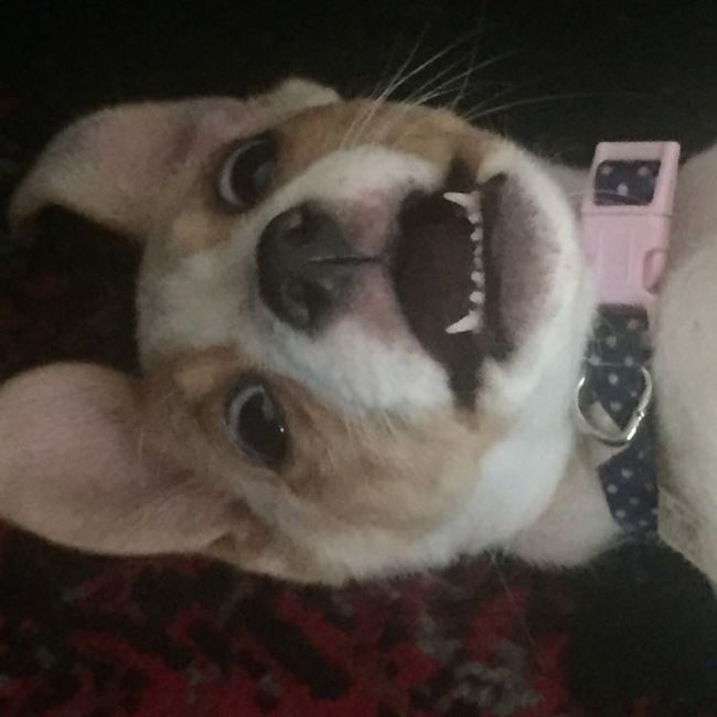 Furbaby pick me up