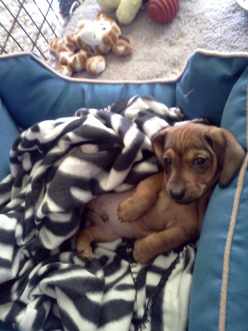 NWR - Spin off of Puppies post...