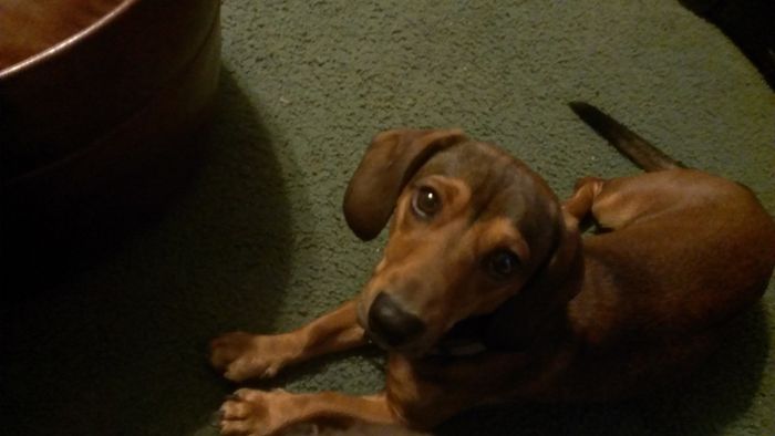 NWR - Spin off of Puppies post...