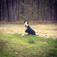 It's National Dog Day!