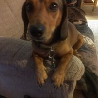 It's National Dog Day!