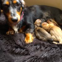 It's National Dog Day!