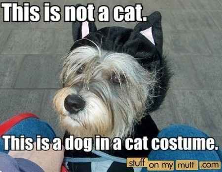 Obligatory Cat Thread