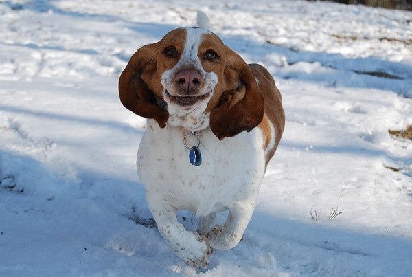 NWR: Lets See Your Fur Babies!