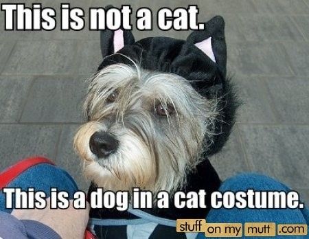 Obligatory Cat Thread