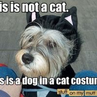 Obligatory Cat Thread