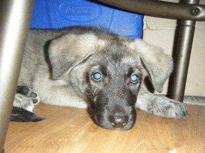 NWR: Lets see our pets!!