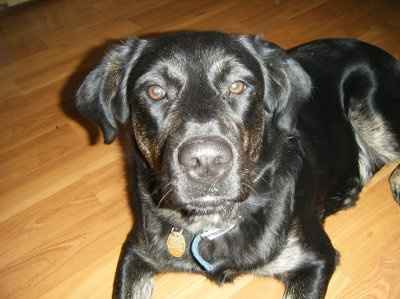 NWR: Lets see our pets!!