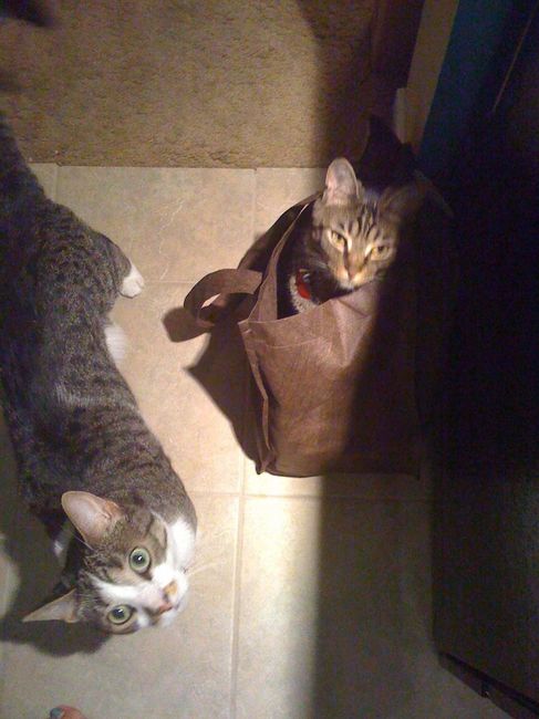 Spinoff - Cat wedding!