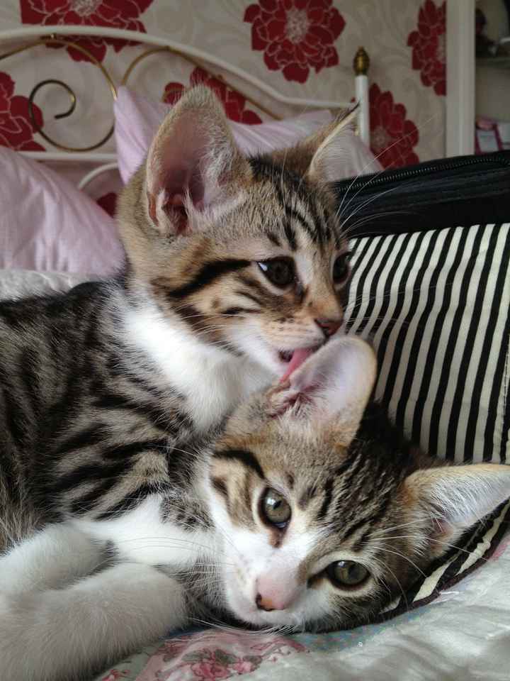 NWR - Furbaby Friday