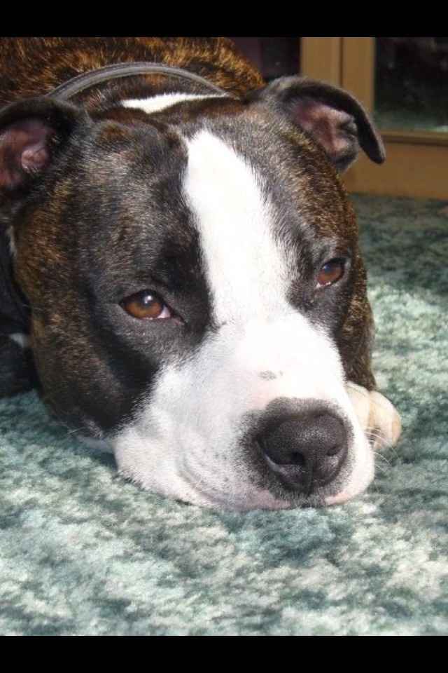 NWR: Lets talk pets.