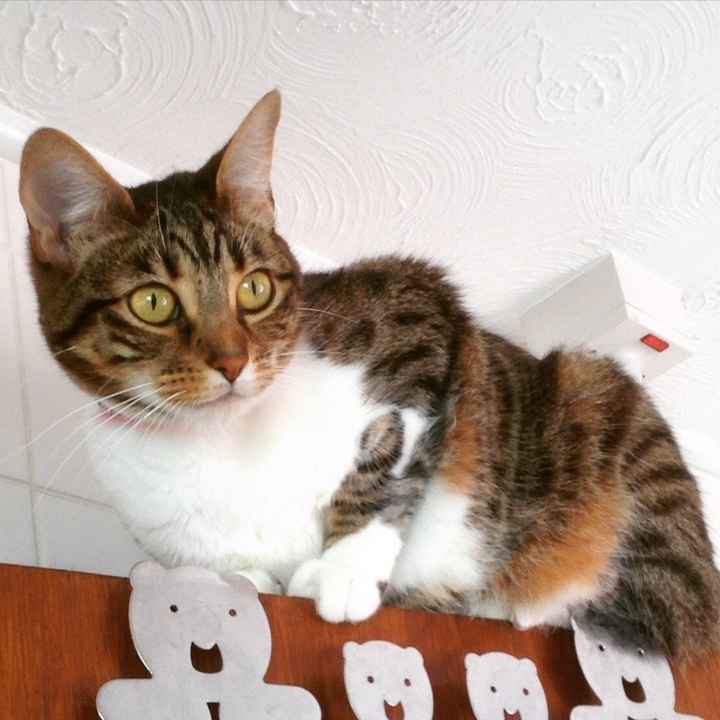 NWR: Lets talk pets.