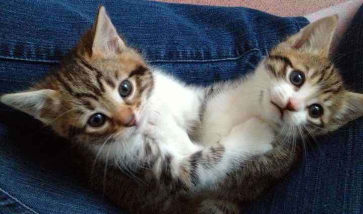 NWR: Lets talk pets.