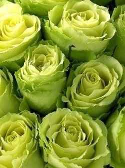 DIY Bouquets and Centerpieces in Primarily Green - Ideas/Thoughts?