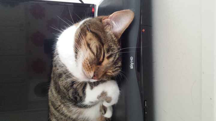 NWR: longest week ever. Need kitten pictures