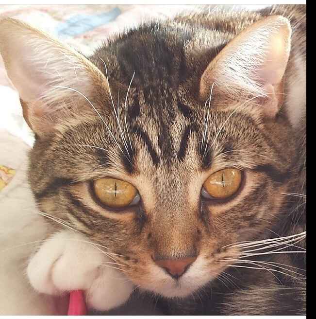 Pet names... Proper animal ones this time.,