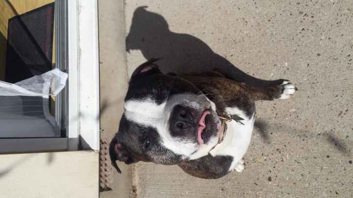 Pet names... Proper animal ones this time.,