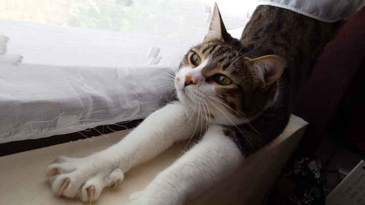 Pet names... Proper animal ones this time.,