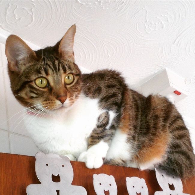 NWR: Lets talk pets.