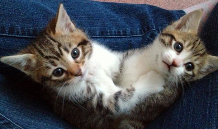 NWR: Lets talk pets.