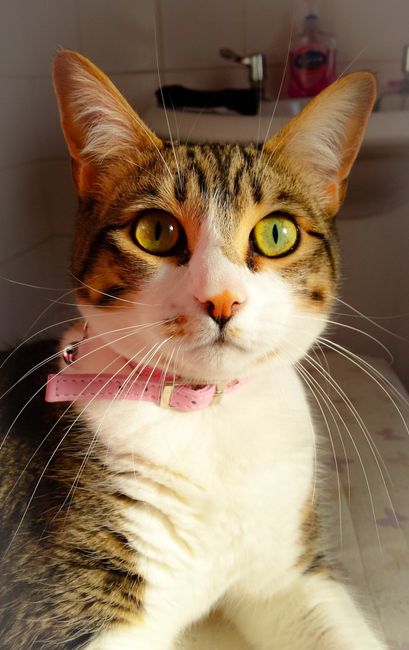 NWR: Lets talk pets.