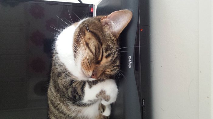 NWR: longest week ever. Need kitten pictures