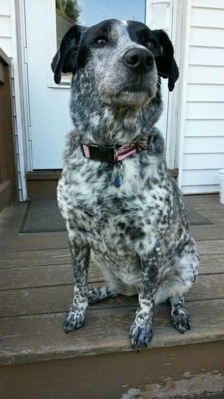 NWR- puppies, Dalmatians!