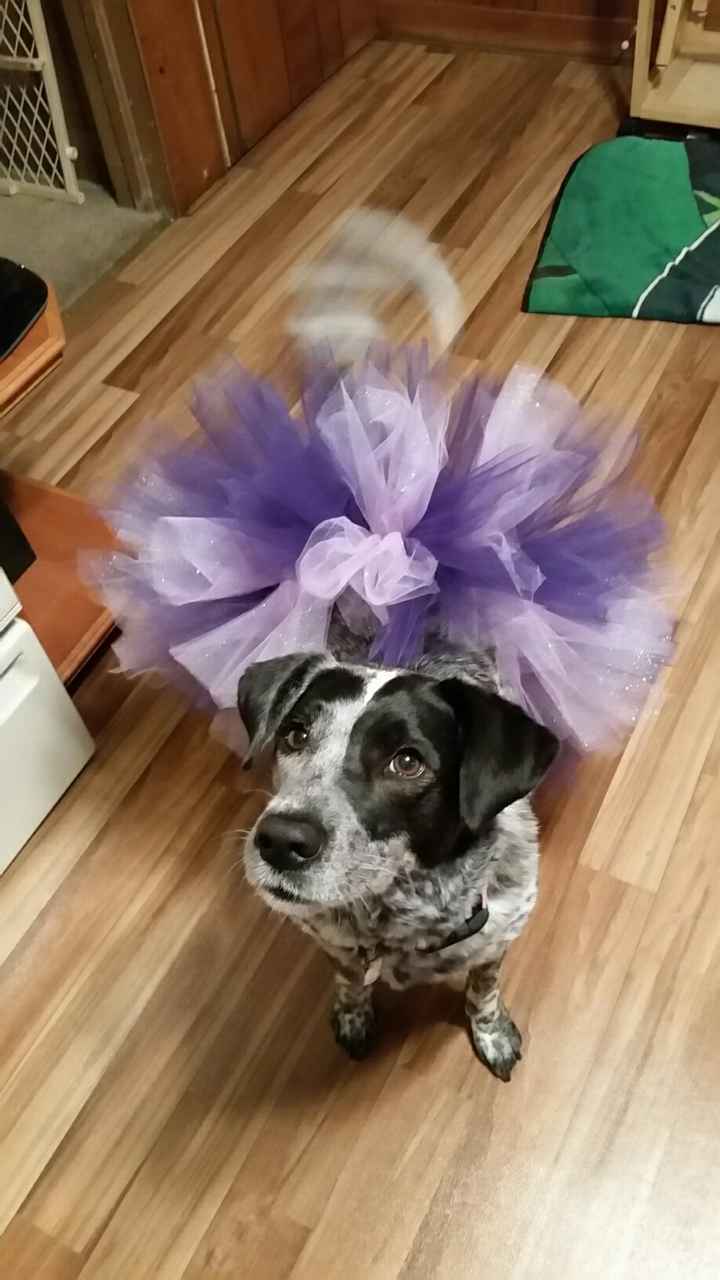 NWR- puppies, Dalmatians!