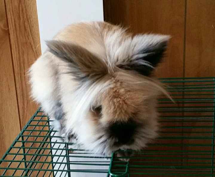 Spinoff: Show us your rescues!