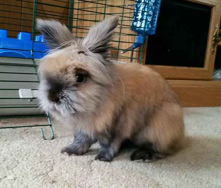 NWR - Pet pictures