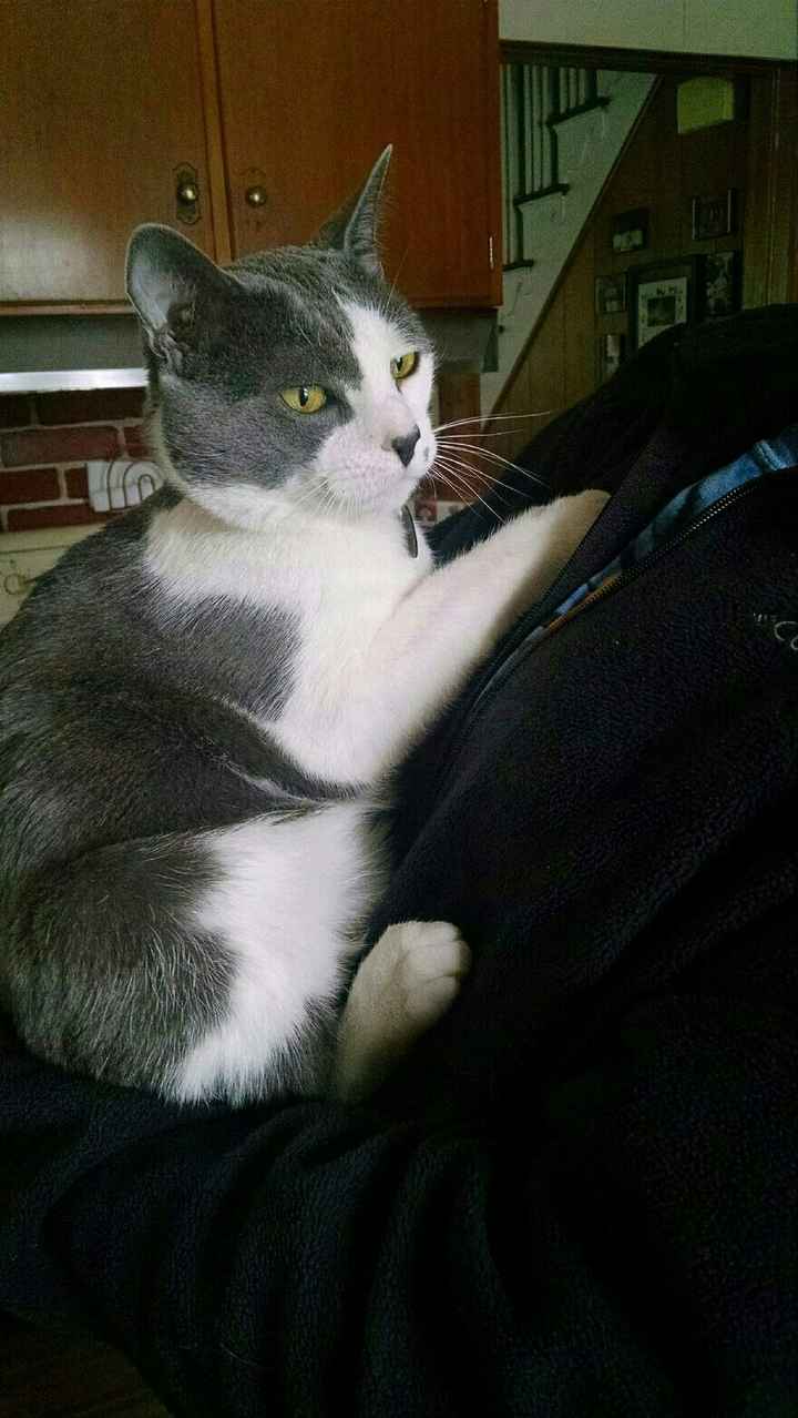 NWR - Pet pictures